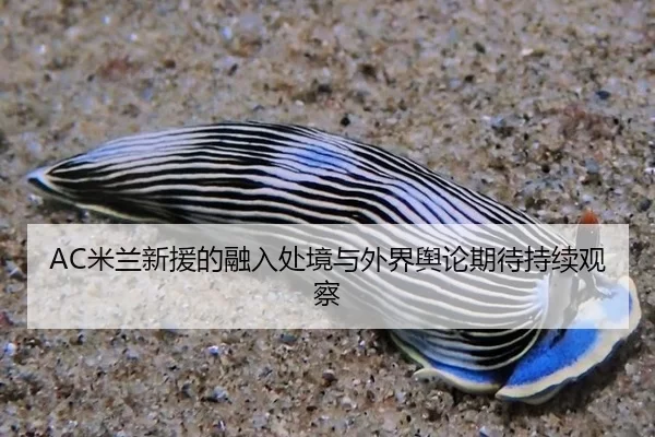 AC米兰新援的融入处境与外界舆论期待持续观察